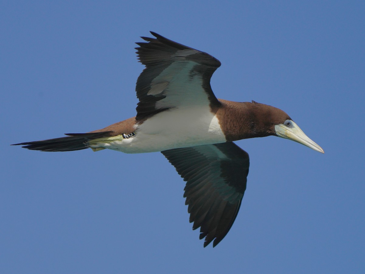 Brown Booby - ML615383689