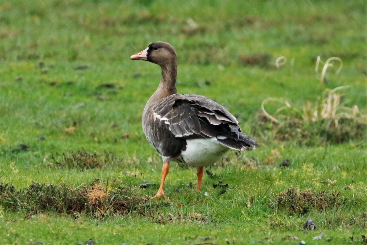 Greater White-fronted Goose - ML615383794