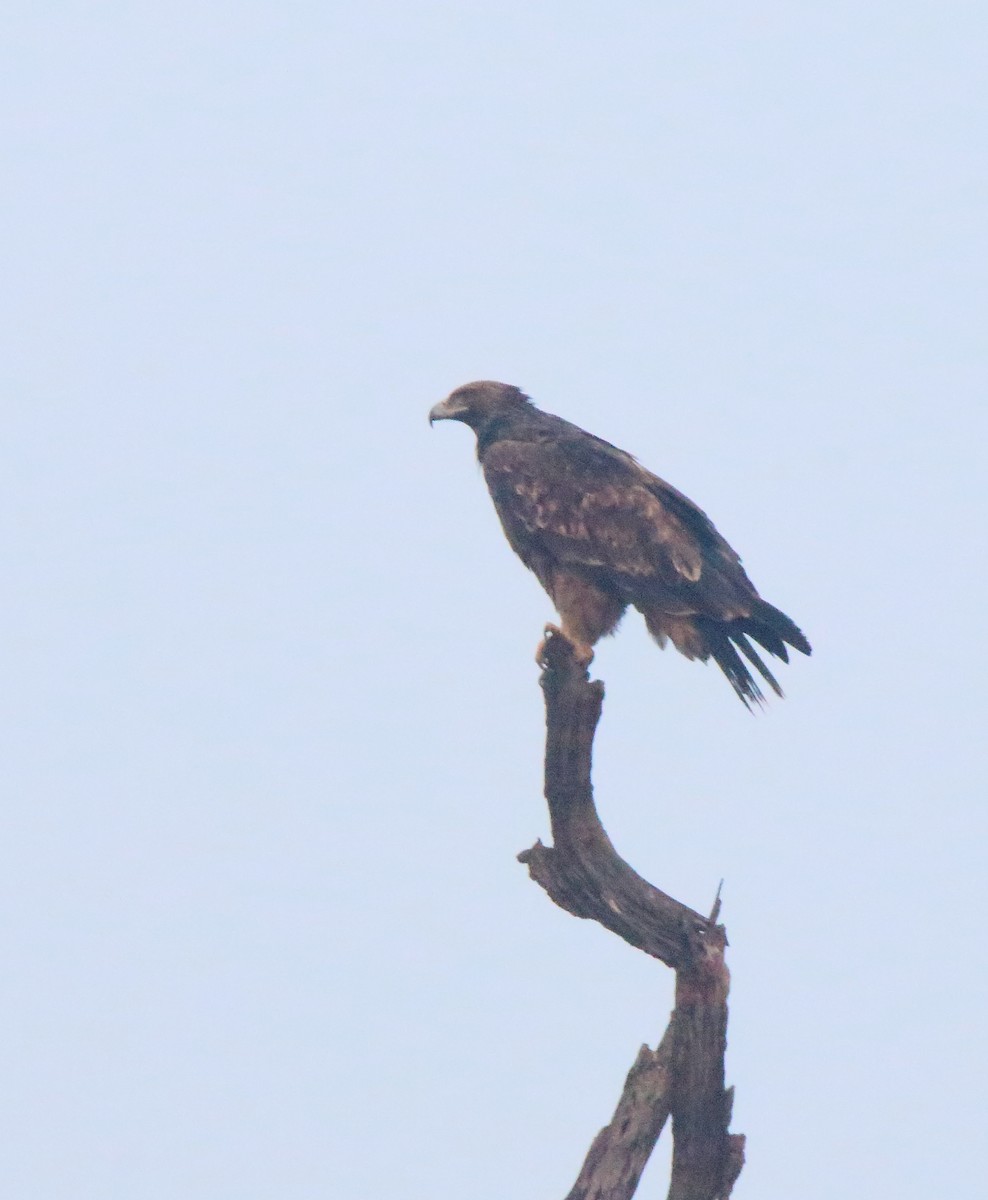 Greater Spotted Eagle - NK RAJPUT