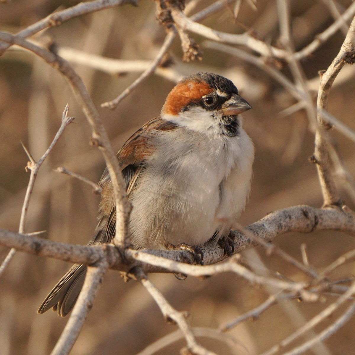 Cape Verde Sparrow - ML615384307