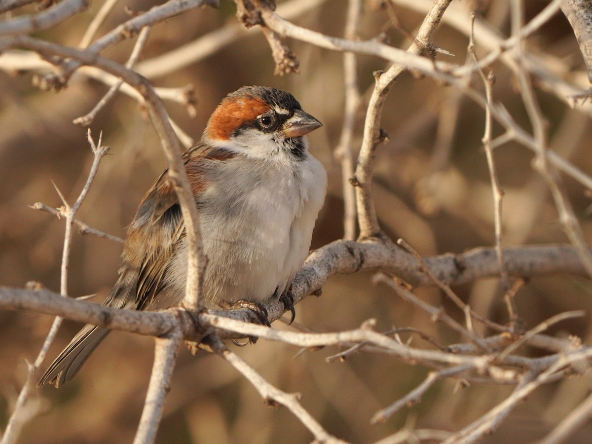 Cape Verde Sparrow - ML615384308