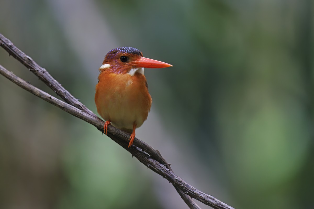 Sulawesi Dwarf-Kingfisher - ML615384501