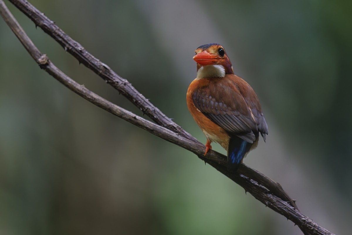 Sulawesi Dwarf-Kingfisher - ML615384502