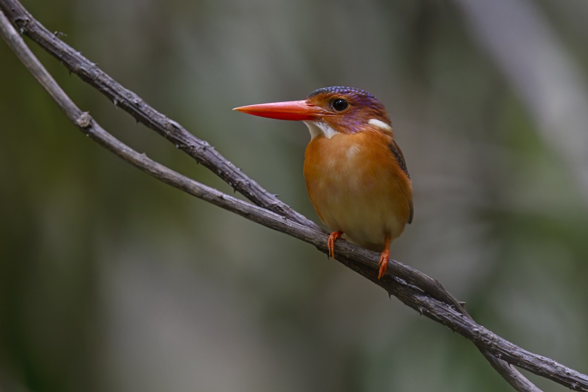 Sulawesi Dwarf-Kingfisher - ML615384503