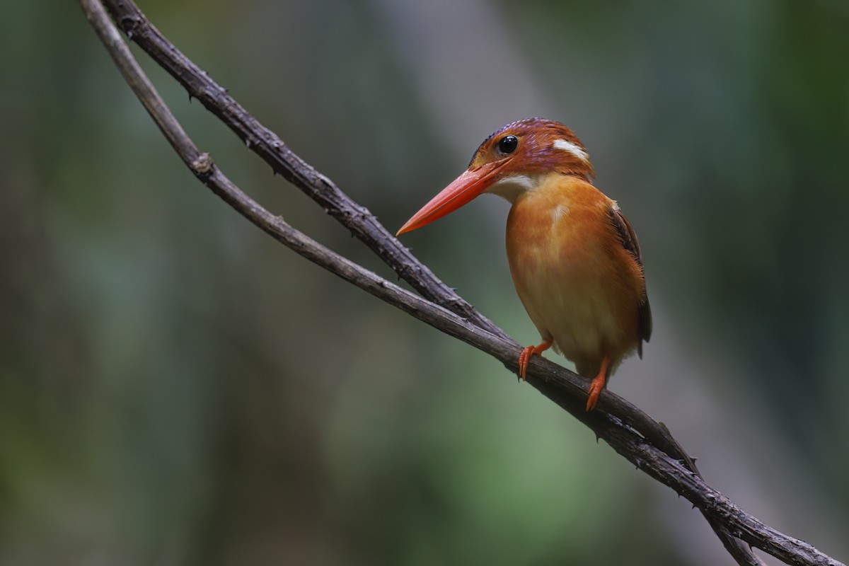 Sulawesi Dwarf-Kingfisher - ML615384505