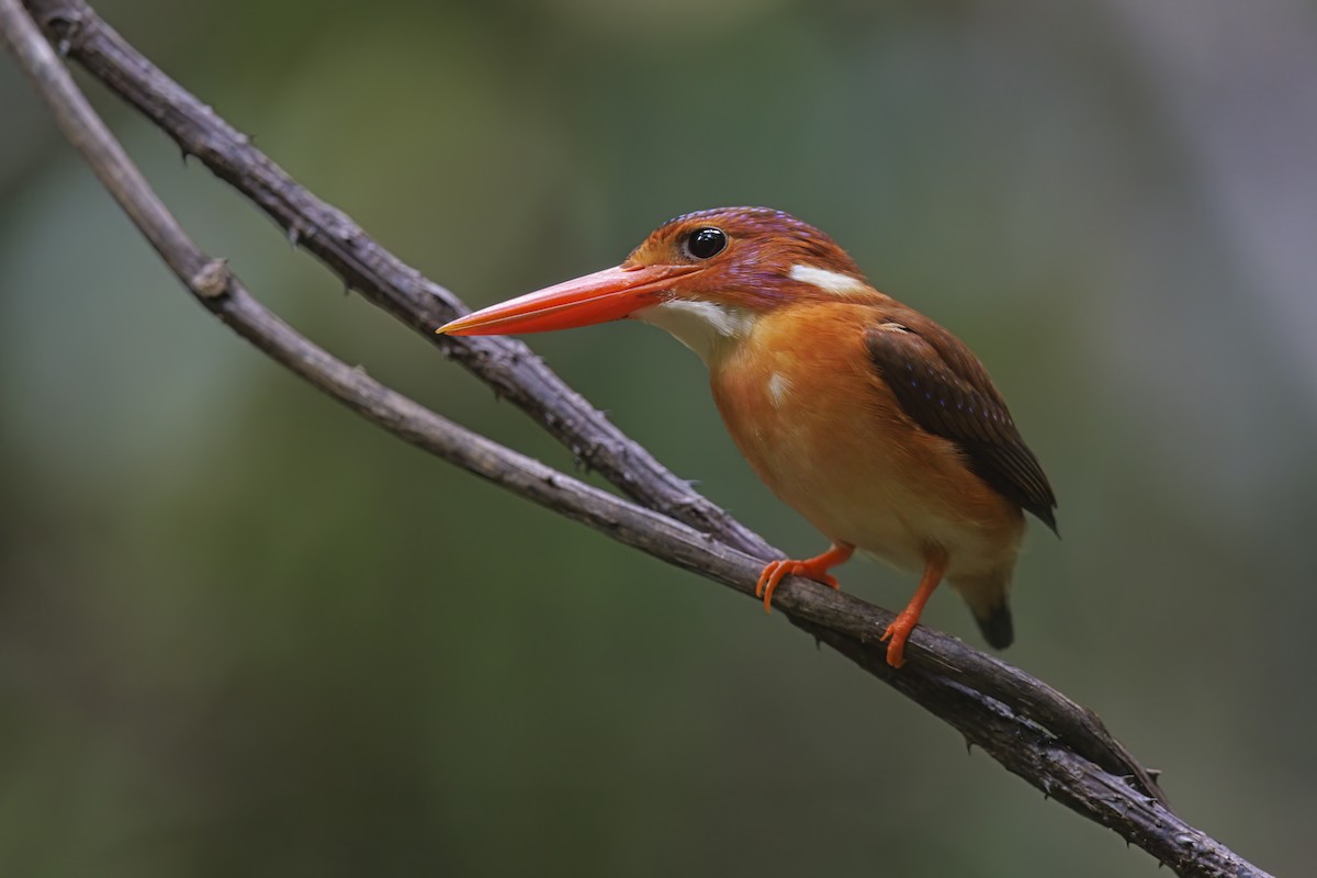 Sulawesi Dwarf-Kingfisher - ML615384506