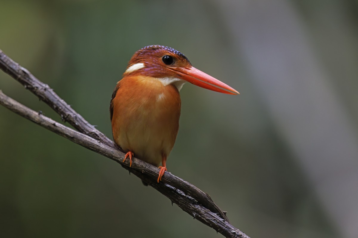 Sulawesi Dwarf-Kingfisher - ML615384508