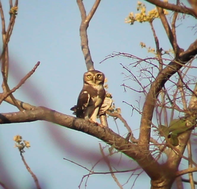 Forest Owlet - Santonab Chakraborty