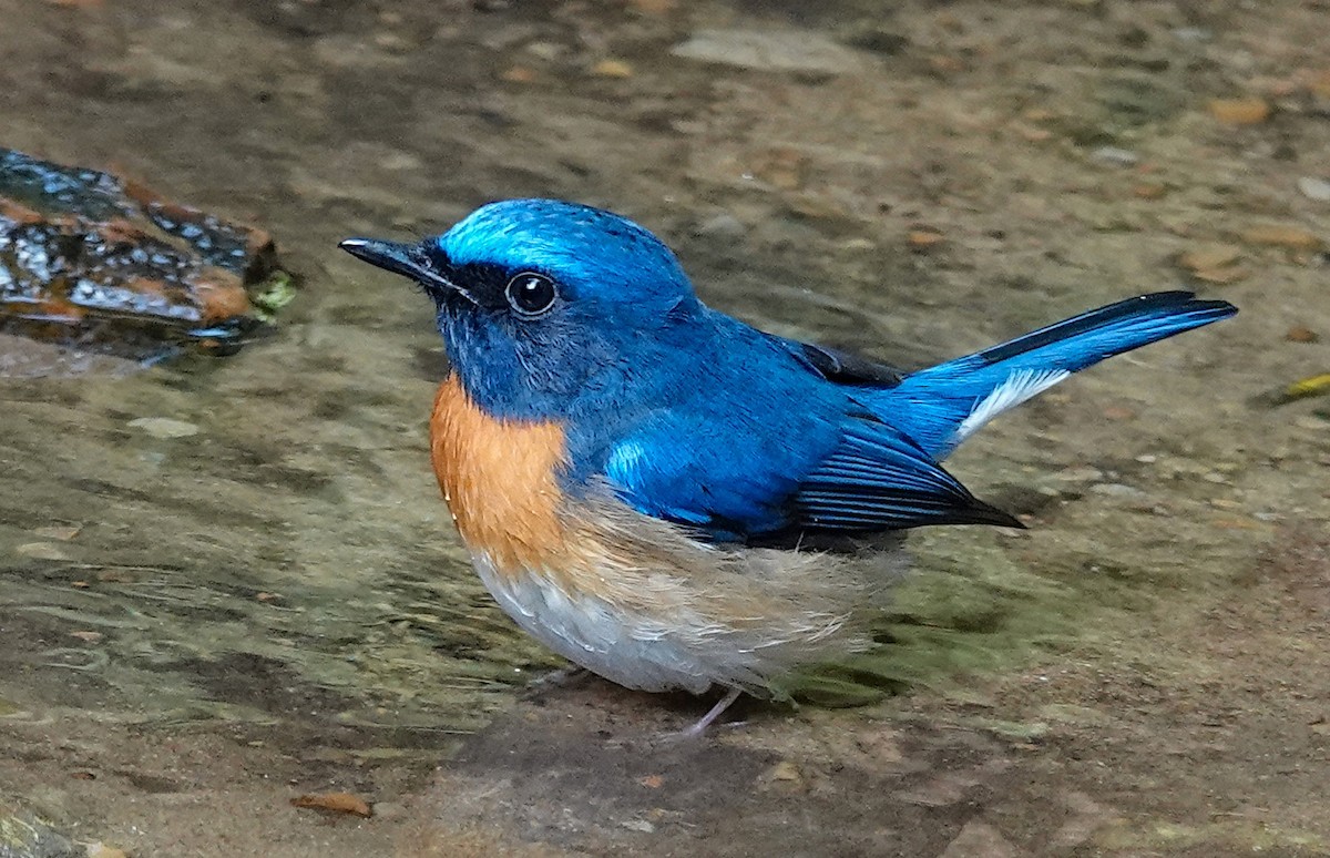 Blue-throated Flycatcher - Dipayan Chakraborty