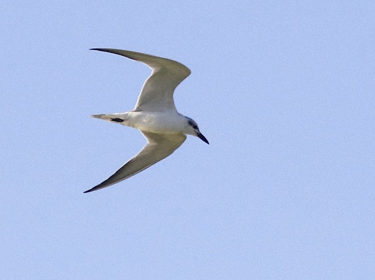 Gull-billed Tern - ML615384716