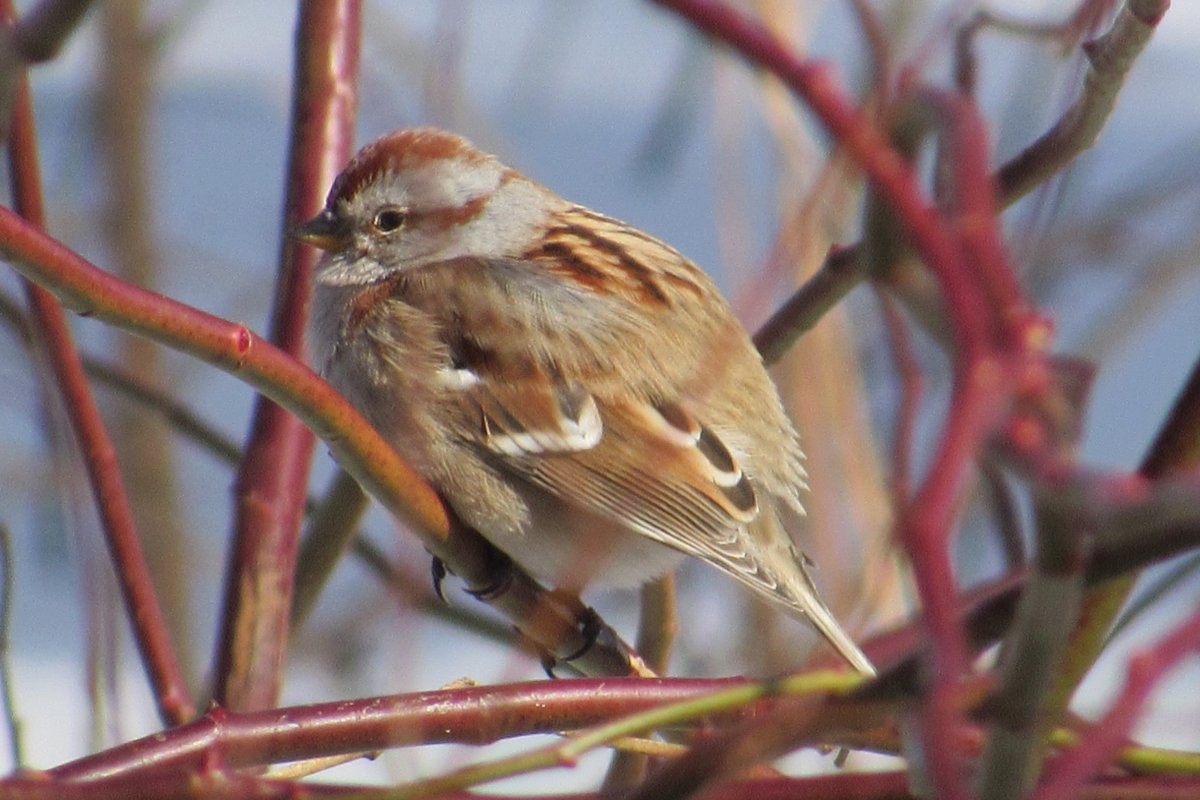 American Tree Sparrow - ML615384719