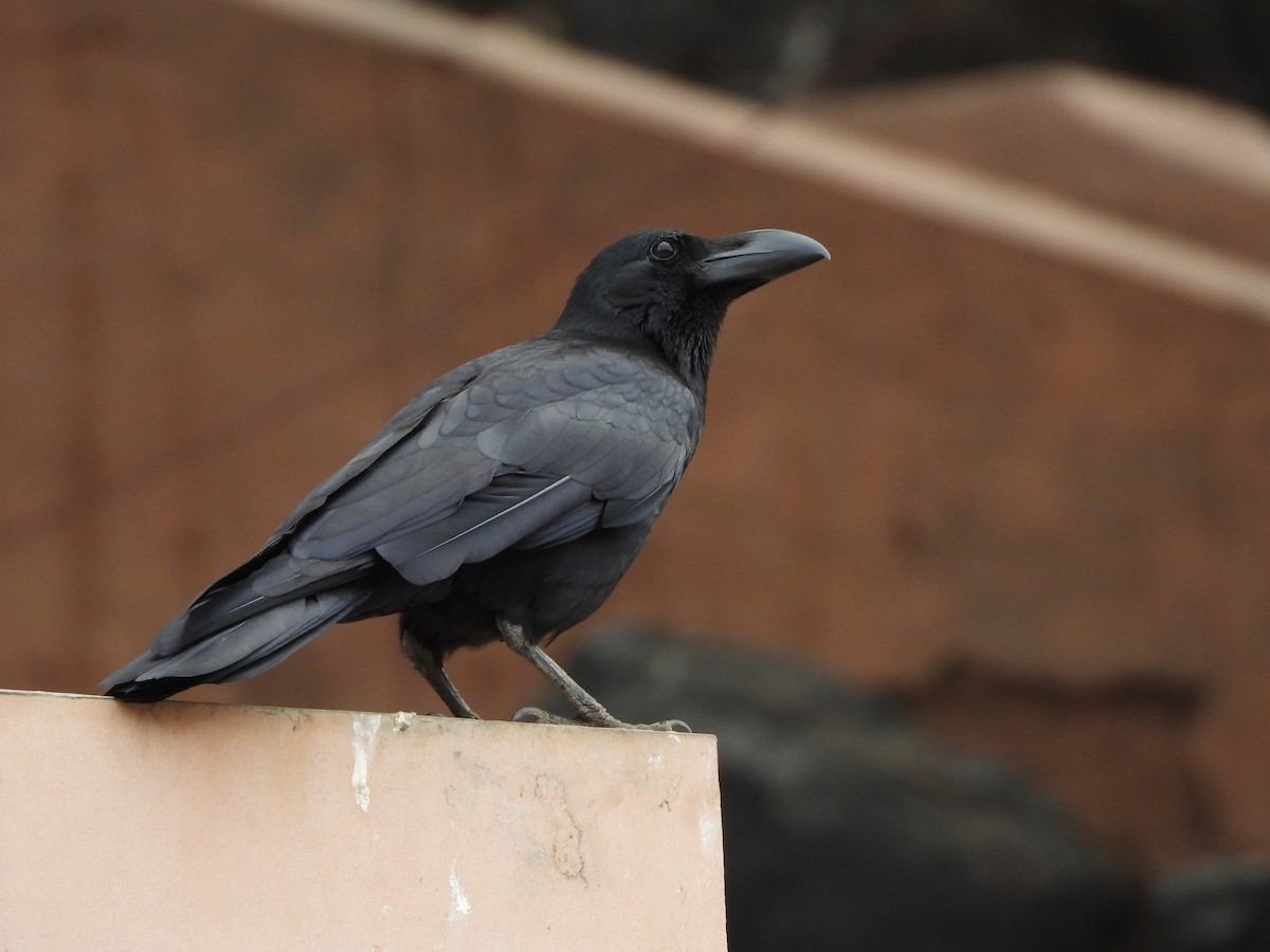 Large-billed Crow (Indian Jungle) - Rounak choudhary