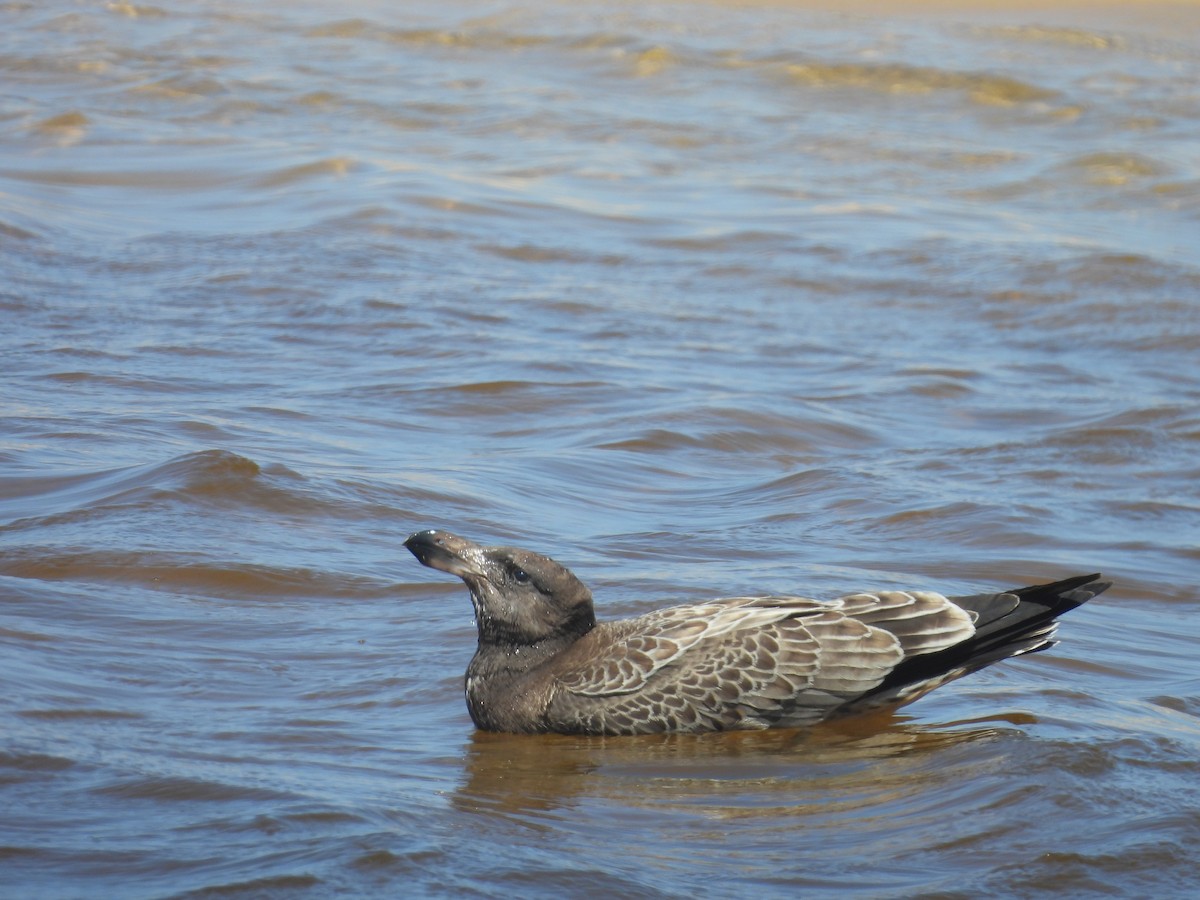 Pacific Gull - Chanith Wijeratne