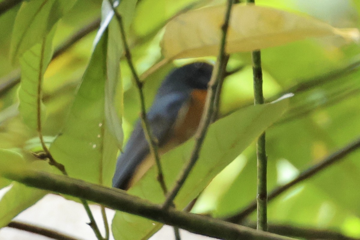 Mangrove Blue Flycatcher - ML615385327