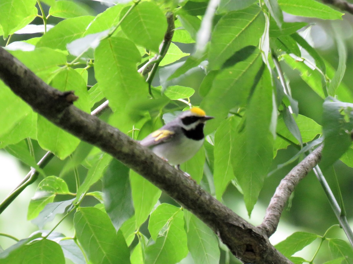 Golden-winged Warbler - Stacy Robinson