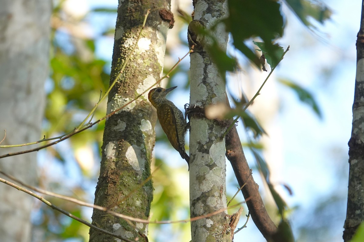 Yellow-eared Woodpecker - ML615385605