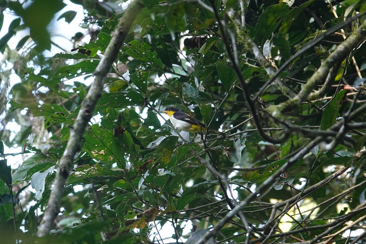 Yellow-backed Tanager - ML615385668
