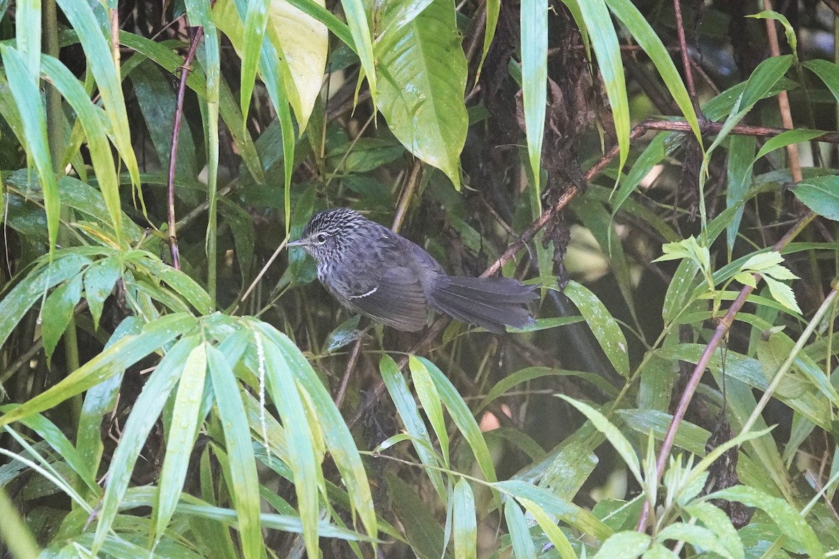 Dusky-tailed Antbird - ML615385849