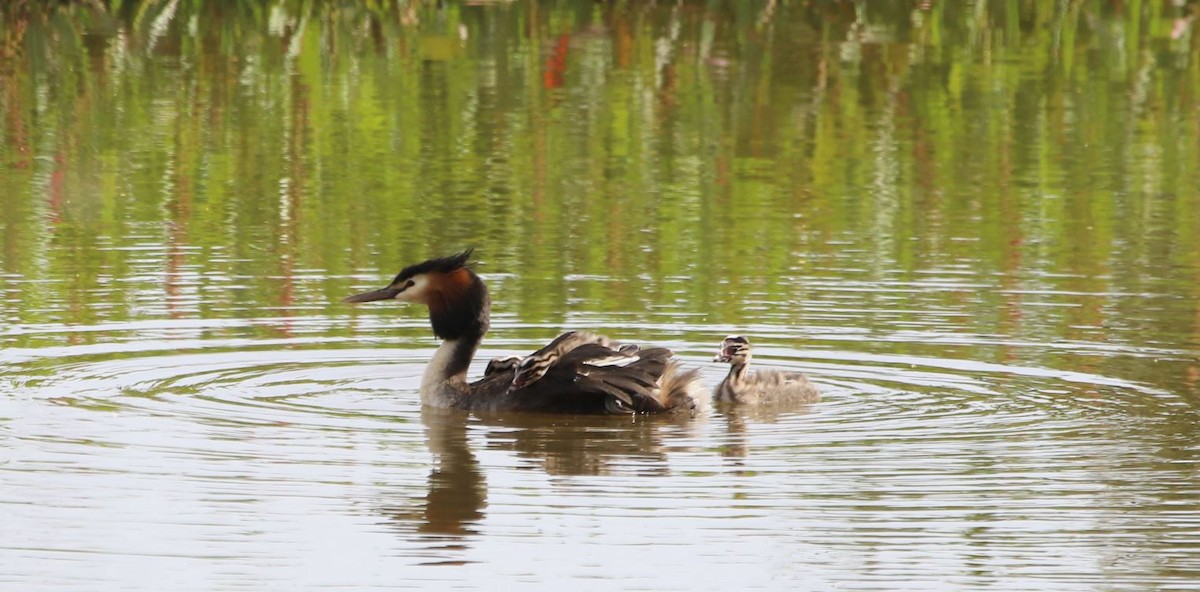 Great Crested Grebe - ML615386098