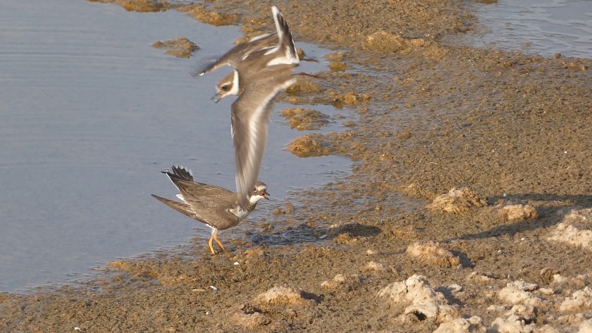 Common Ringed Plover - ML615386101