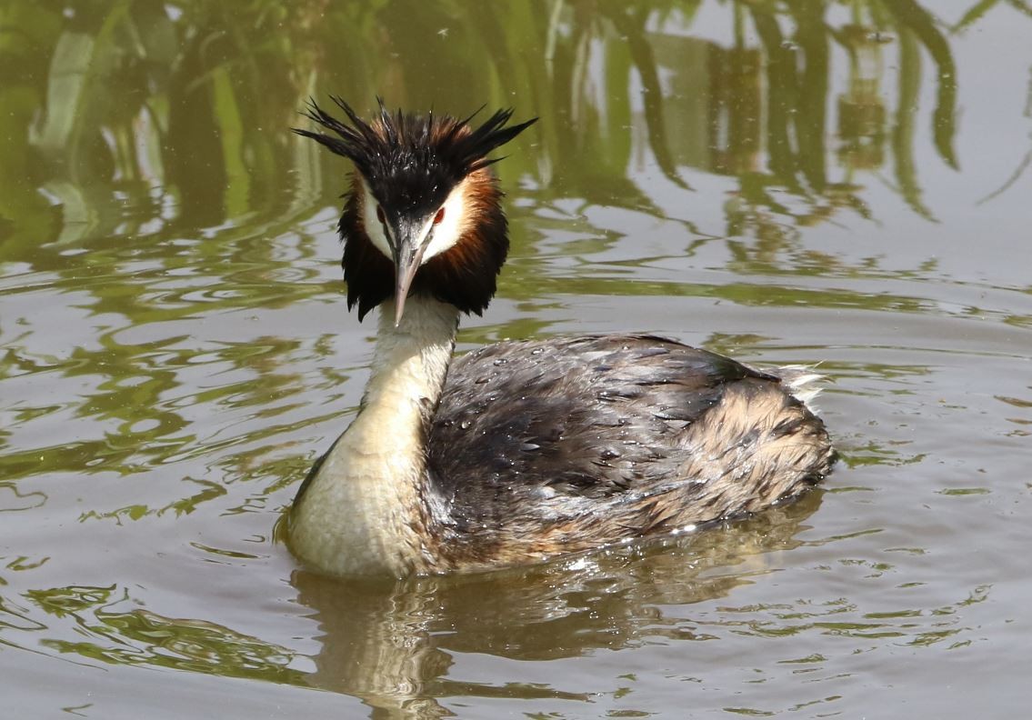 Great Crested Grebe - ML615386103