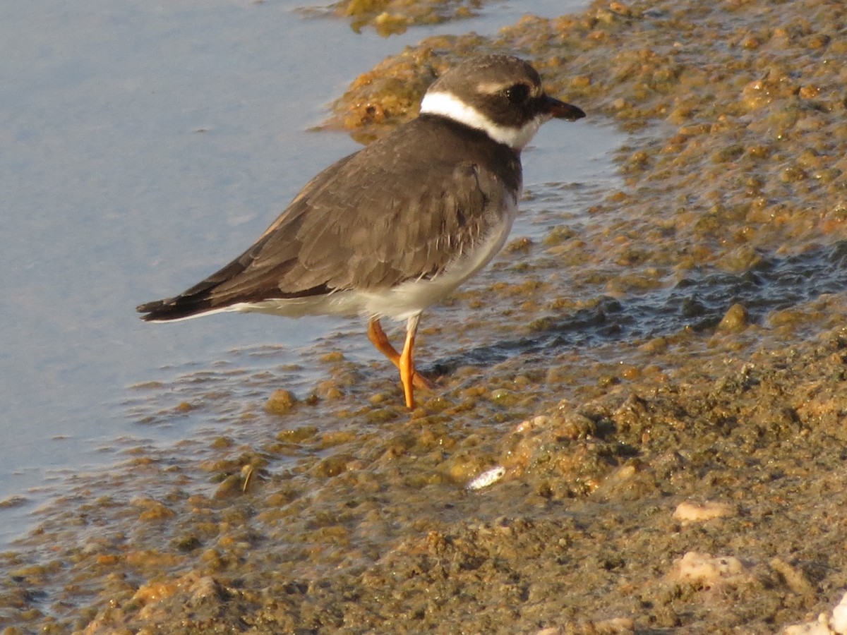 Common Ringed Plover - ML615386210