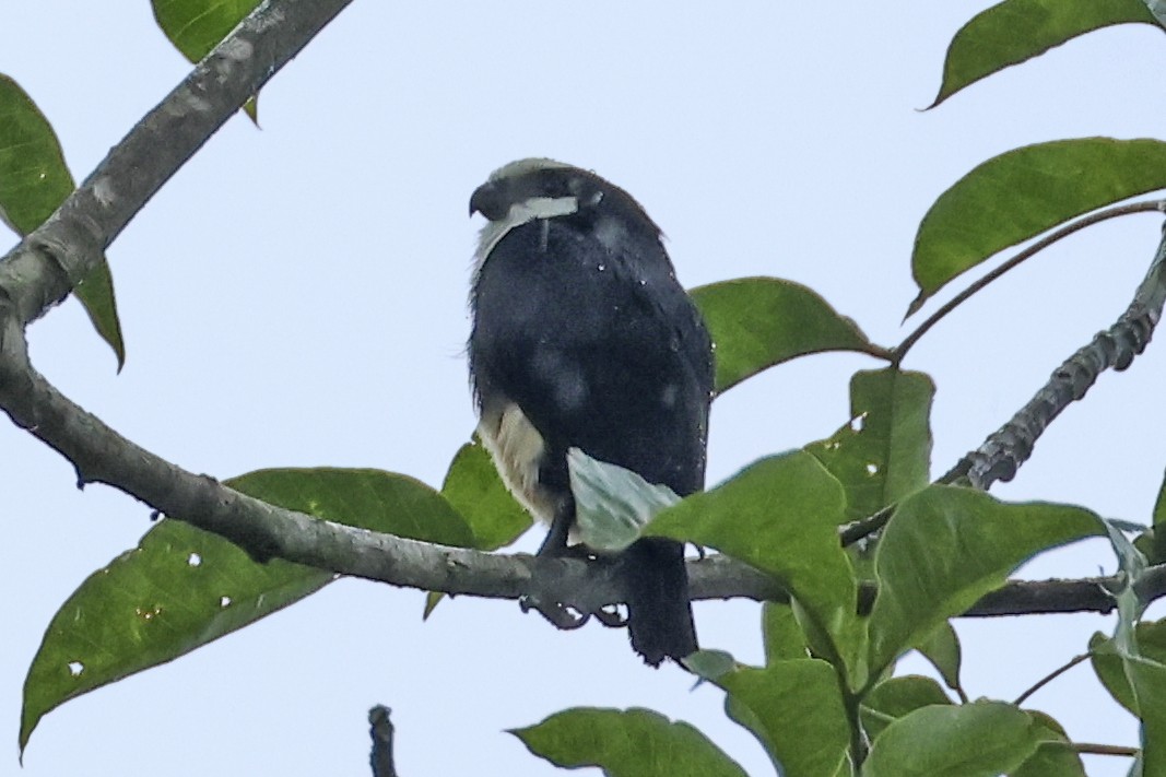 White-fronted Falconet - ML615386256