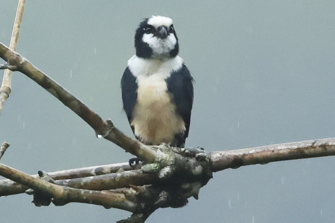 White-fronted Falconet - ML615386259