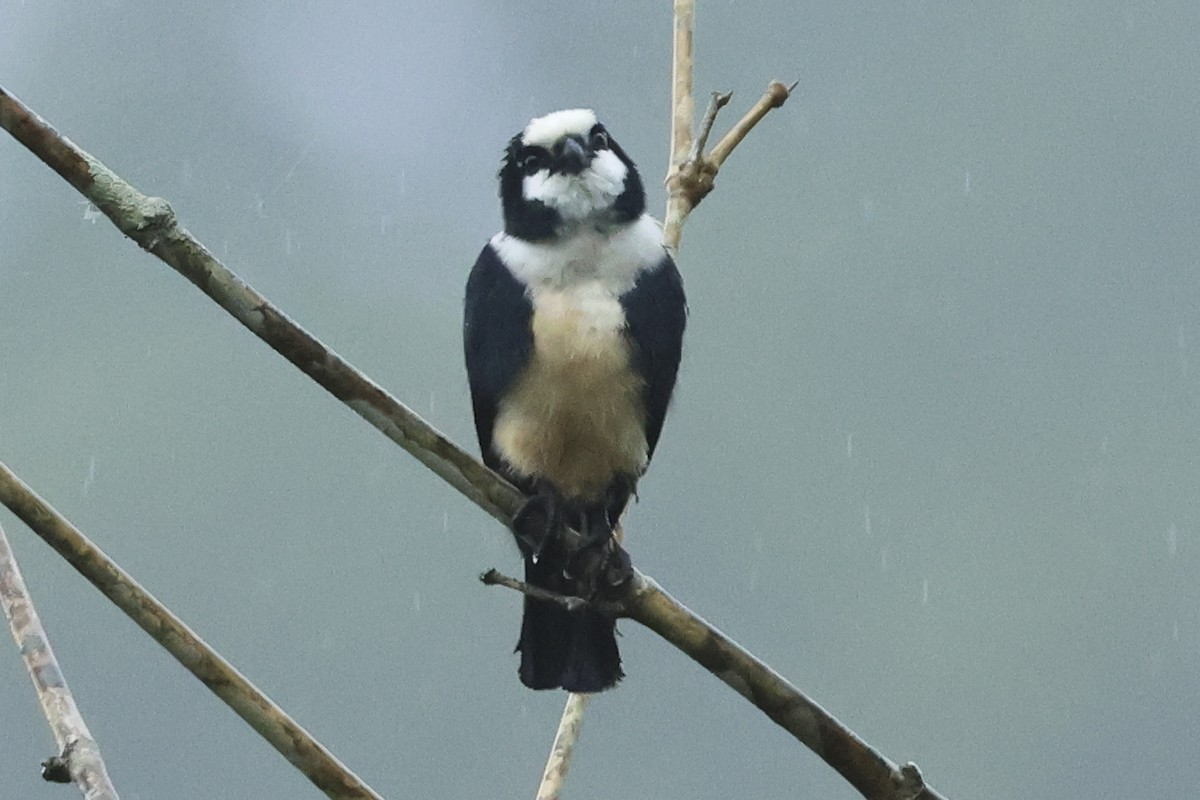 White-fronted Falconet - ML615386261