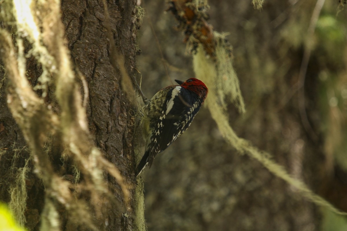 Red-breasted Sapsucker - ML615386358