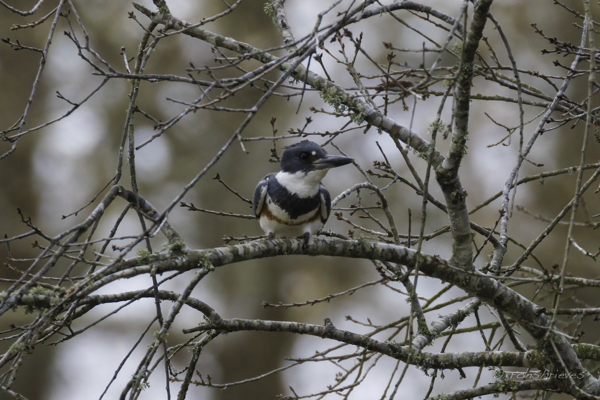 Belted Kingfisher - ML615386622