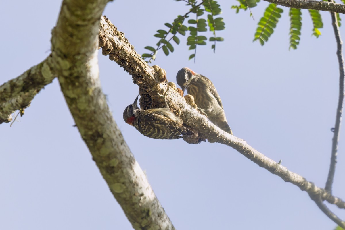 Sulawesi Pygmy Woodpecker - ML615386675