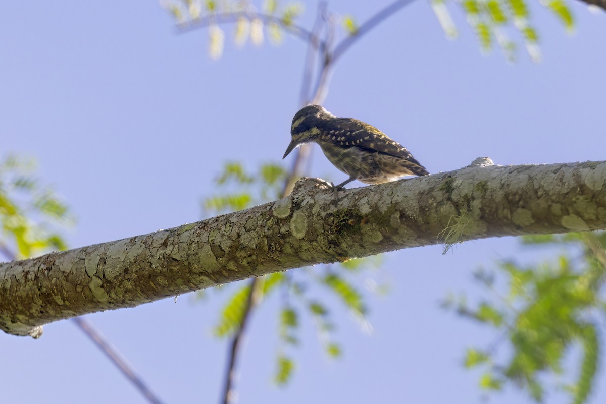 Sulawesi Pygmy Woodpecker - Marco Valentini