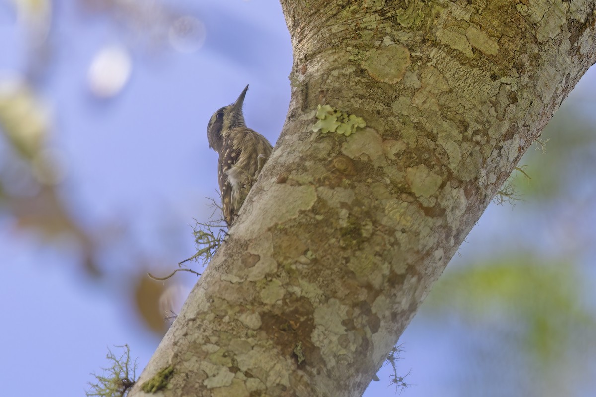 Sulawesi Pygmy Woodpecker - ML615386677