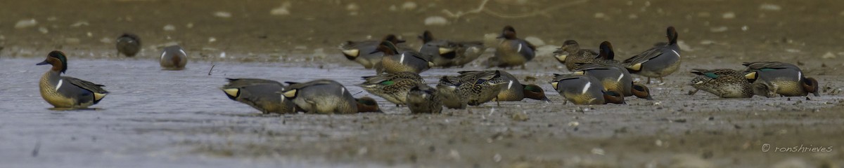 Green-winged Teal - ML615386690