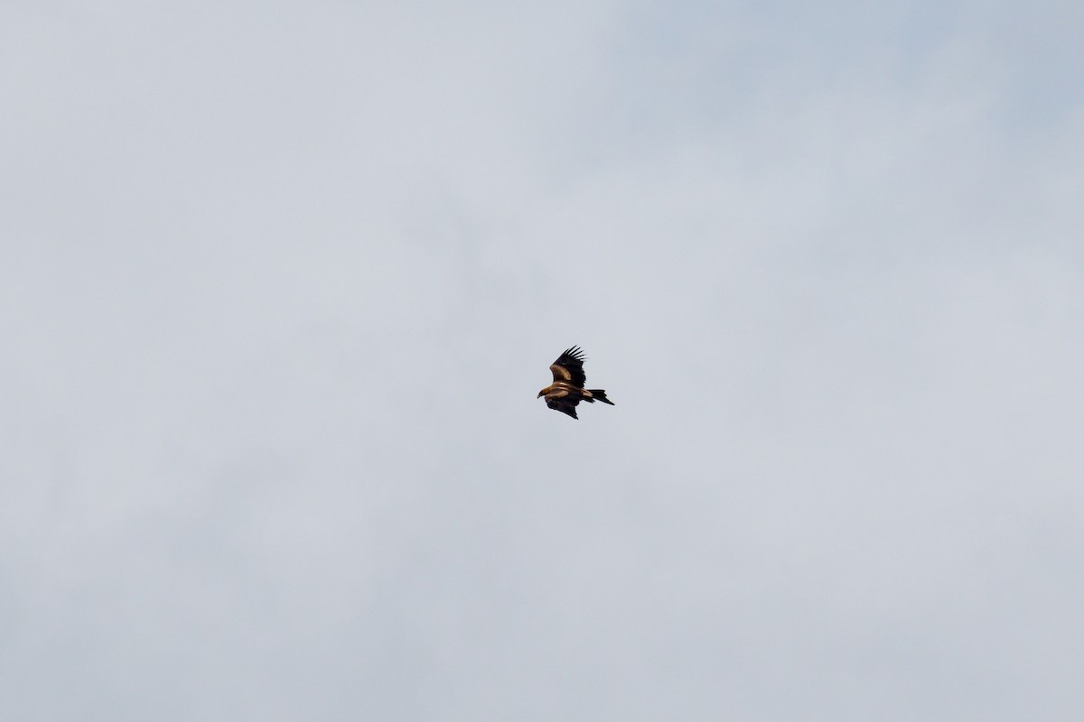Wedge-tailed Eagle - ML615386698