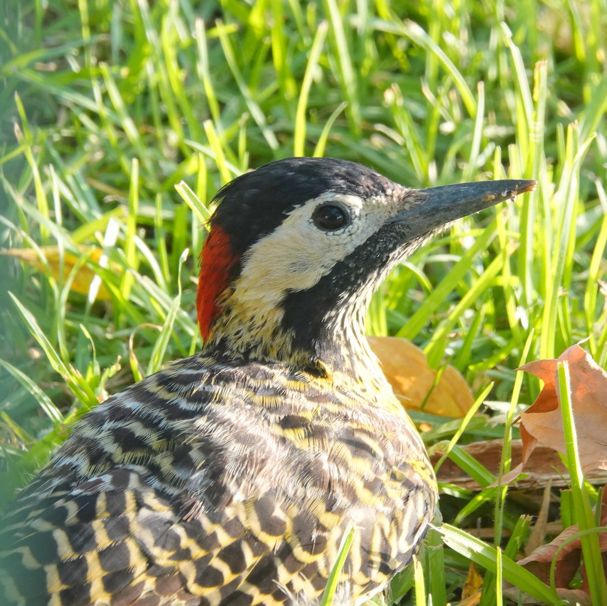 Green-barred Woodpecker (Golden-breasted) - ML615386704