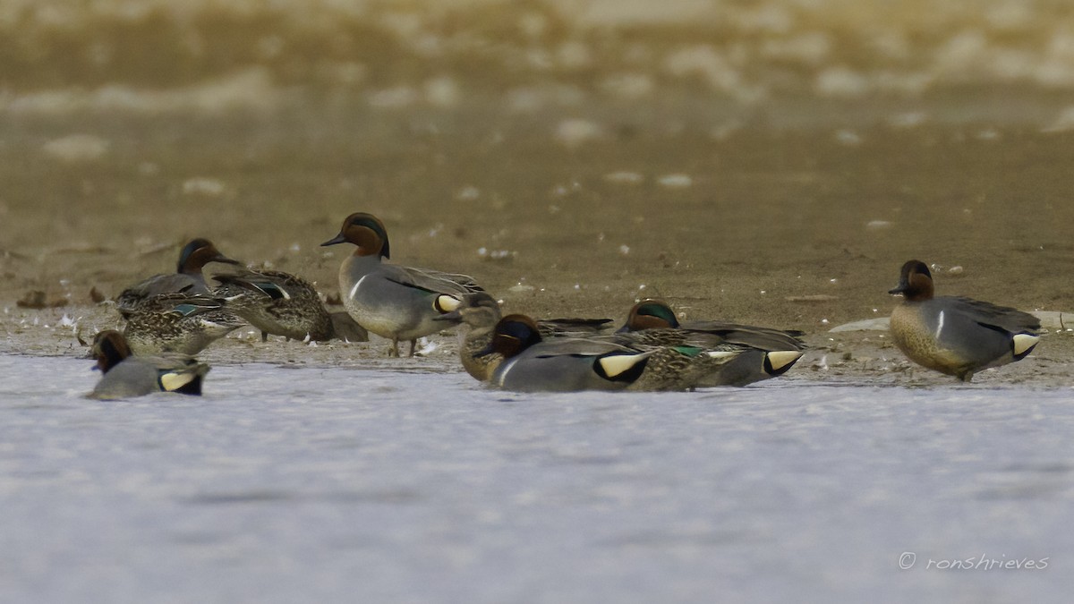 Green-winged Teal - ML615386706