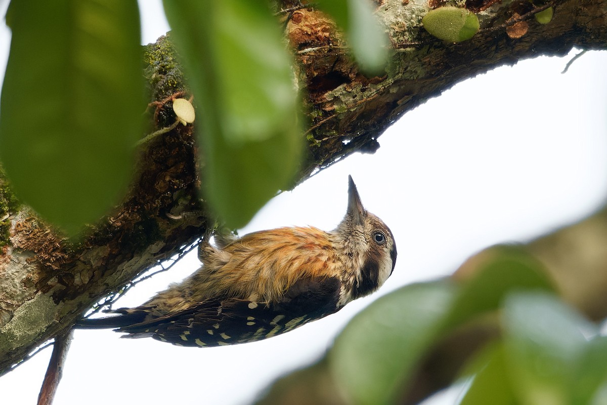 Gray-capped Pygmy Woodpecker - ML615387001