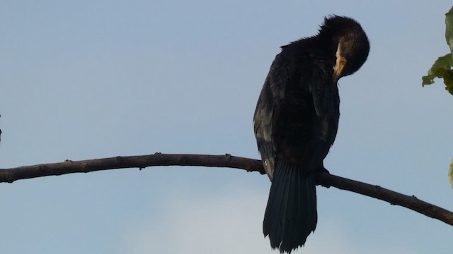 Long-tailed Cormorant - ML615387048