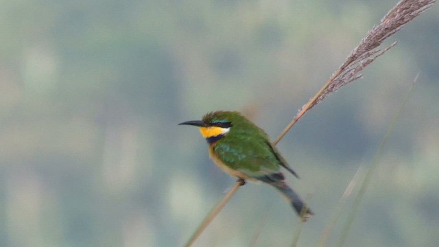 Little Bee-eater - ML615387073