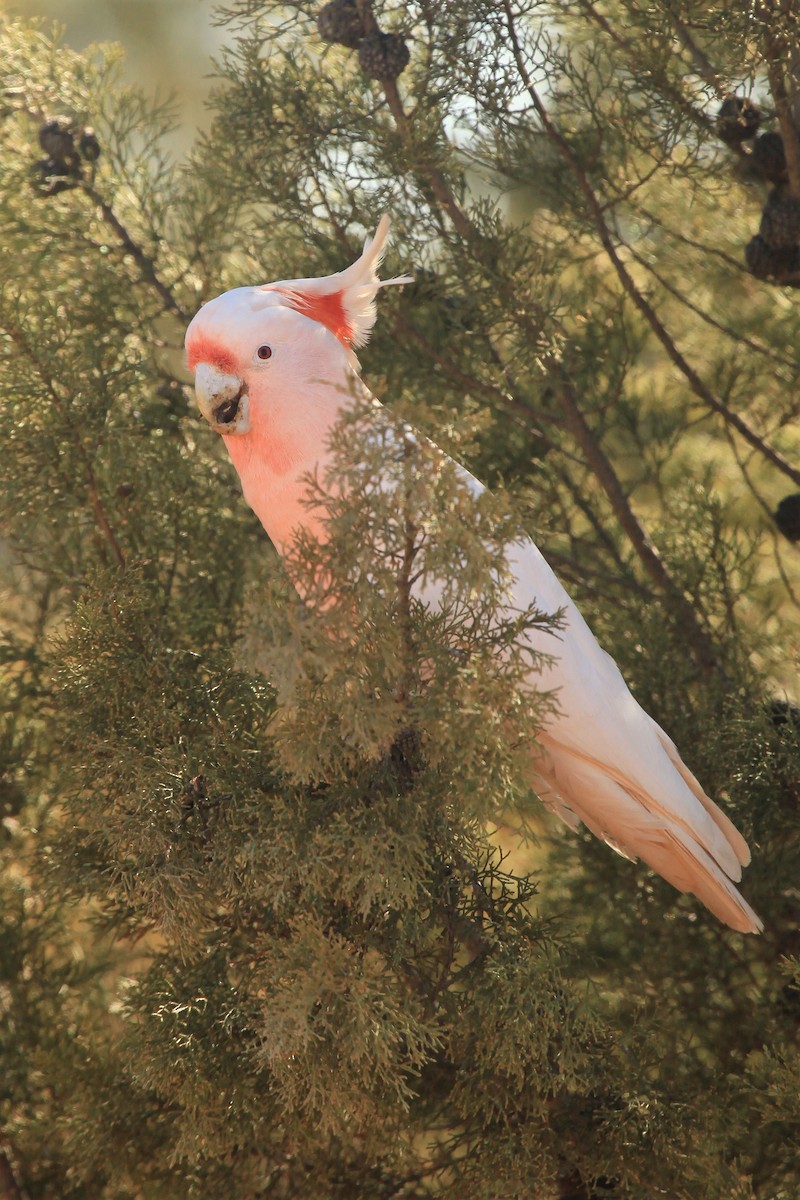 Pink Cockatoo - ML615387089