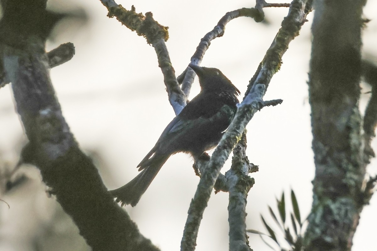 Hair-crested Drongo - ML615387343