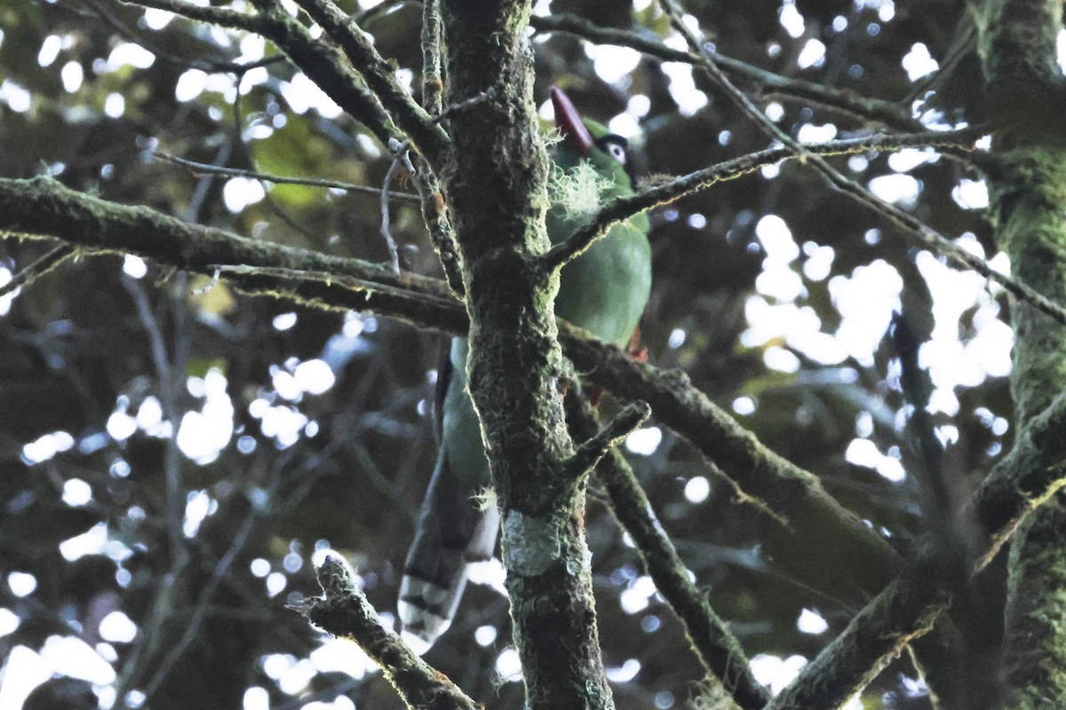 Urraca Verde de Borneo - ML615387365