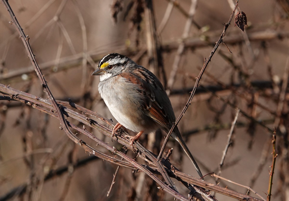 White-throated Sparrow - Mark Goodwin