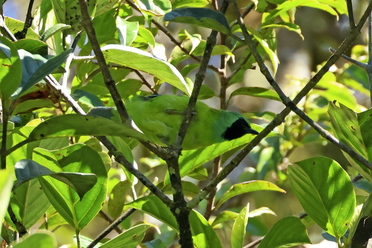 Borneoblattvogel - ML615387445