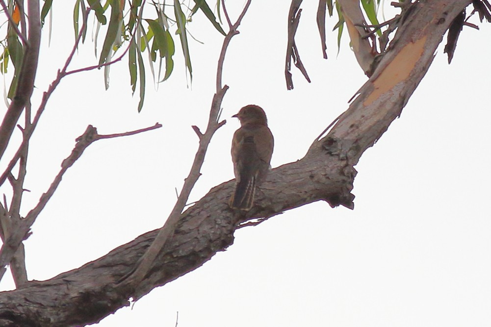 Brush Cuckoo (Australasian) - ML615387522