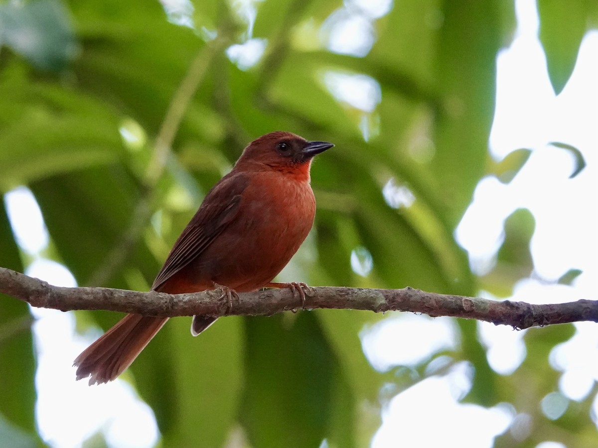 Red-throated Ant-Tanager - ML615387799