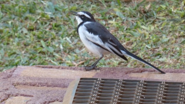 African Pied Wagtail - ML615387835