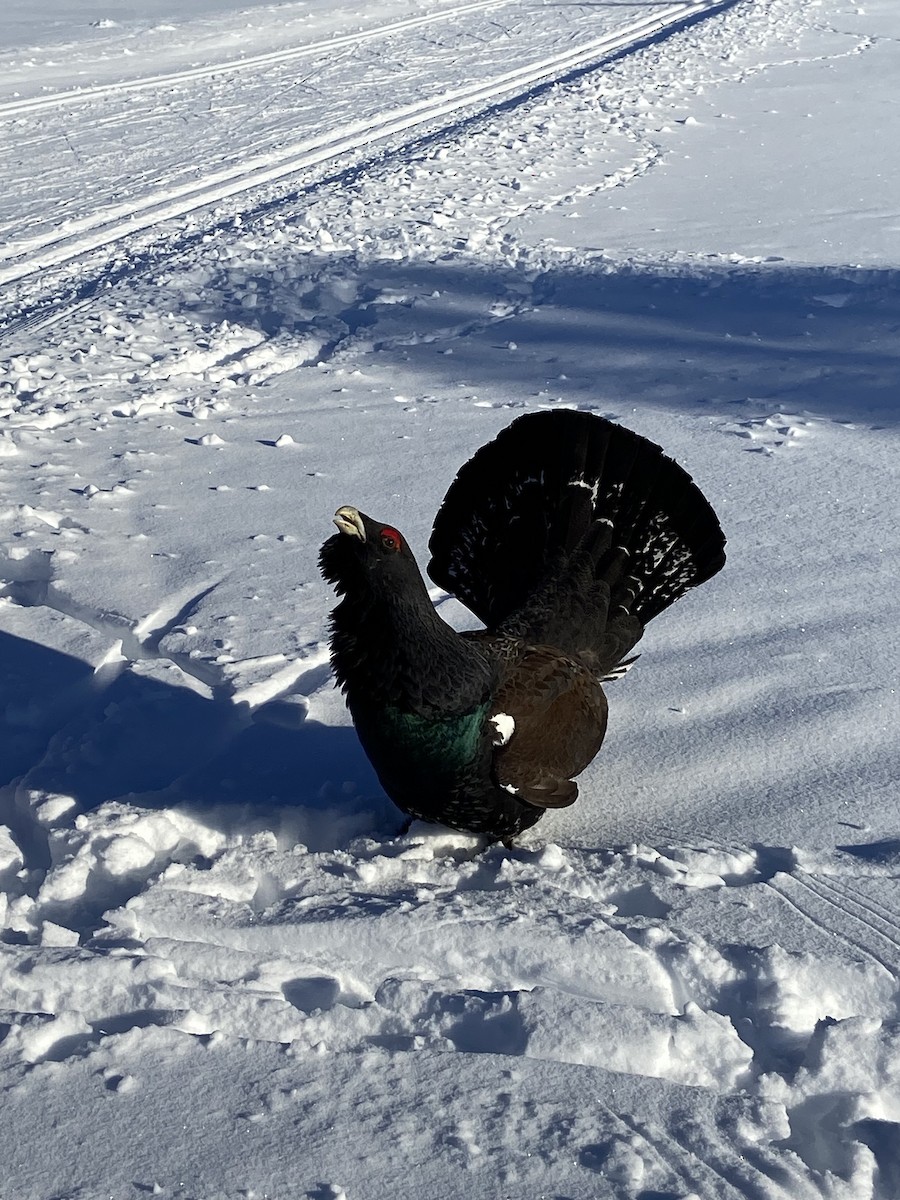 Western Capercaillie - Anders Kling